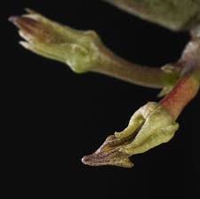 Image result for Ceropegia gracilior