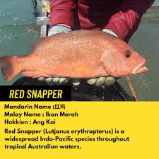 Unsure which city to choose? Oktopurs Red Snapper Is An Extremely Delicious Fish Facebook