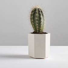 The cactus has two partially magnetic arms too, so ideal for tidying away paperclips. Hexagonal Bamboo Fibre Desk Pot Pen Cup Tidy Minimalist Office Accessory Indoor Small Plant Pot Suitable Cactus And Succulents Planters Makeup Brush Organiser And Storage White Buy Online In Cayman