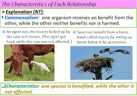 Ecology Commensalism Commensalism Mutualism Ecology