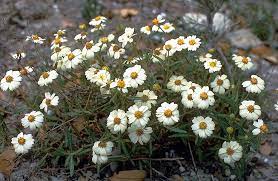 The leaves are opposite, slightly fuzzy, and have smooth, wavy, or slightly toothed margins. Melampodium Wikipedia