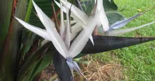 Bird Of Paradise Plant Varieties Australia Strelitzia Caudata Bird Of Paradise 6 Seeds Birds Of Paradise Paradise Flowers Rare Birds