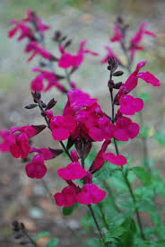 Image result for Sebaea microphylla