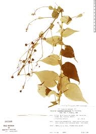 Image result for Wissadula