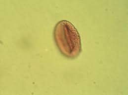 Image result for Aneilema lanceolatum