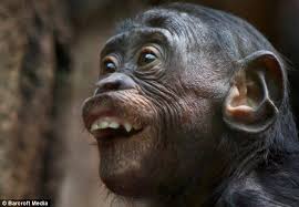 Monkey See Monkey Do The Remarkably Human Faces Pulled By Our Primate Cousins Monkeys Funny Smiling Animals Funny Animal Pictures