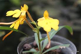 Image result for Habenaria binghamii