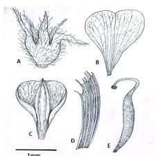 Image result for Grona ramosissima