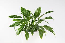 We did not find results for: Peace Lily Care How To Grow Spathiphyllum Plants Garden Design