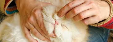 Un œil qui pleure, coule, qui. Hygiene Yeux Du Chat Soins Et Pratiques