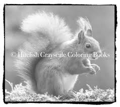 Select from 32084 printable crafts of cartoons, nature, animals, bible and many more. Downloadable Grayscale Coloring Page Squirrel From Beautiful Creatures