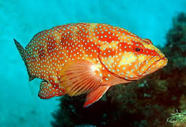 Coral Reef Fish Wikipedia