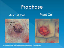 Check spelling or type a new query. Cell Division The Differences Between Plant And Animal Cells Ppt Video Online Download