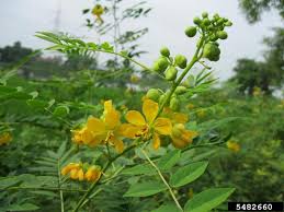 Image result for Senna occidentalis