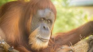 Lp liczba pojedyncza orangutan, lm liczba mnoga orangutans. World S Oldest Orangutan Turns 60 At Oregon Zoo Opb