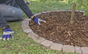 Baumpflege Im Garten 5 Tipps Fur Gesunde Baume Mulchen Vorgarten Pflanzen Rasenkanten