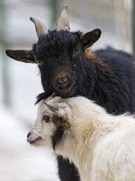 Black And White Goat Wallpaper Two Young Goats Together Goats Animals Animal Wallpaper