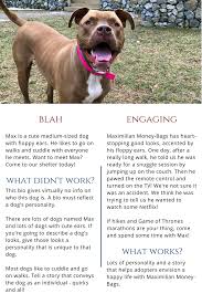 How To Write A Great Bio For Shelter Rescue Pets Dogs Animal Photoshoot Sheltered Life