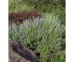 Image result for Caryopteris odorata