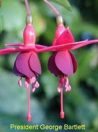 We did not find results for: President George Bartlett Fuchsia Fuchsia Flower Beautiful Flowers