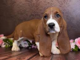 Find basset hound in canada | visit kijiji classifieds to buy, sell, or trade almost anything! Basset Hound Puppies Pet City Pet Shops