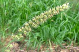 Image result for Cenchrus unisetus