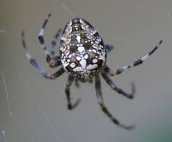 Spider Back Designs 5148 Spider Design Insects