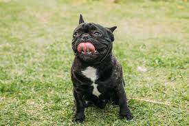 What You Need To Know About French Bulldog Breathing