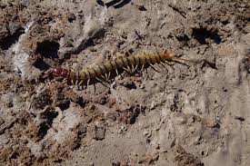 Black And Yellow Centipede Philippines I Got An Infection From A Scolopendra Centipede Bite While On The Beach