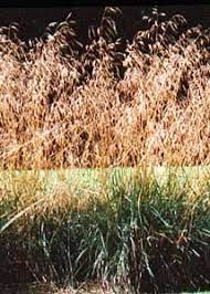 Щучка дернистая «bronzeschleier» (deschampsia cespitosa). Deschampsia Cespitosa Bronzeschleier Bronze Veil Hair Grass Veil Hairstyles Dark Flowers Ornamental Grasses