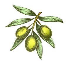 Color Agricultural Olive Tree Branch Monochrome Vector Olive Clipart Olive Agricultural Png And Vector With Transparent Background For Free Download Olive Tree Vector Art Free Vector Graphics