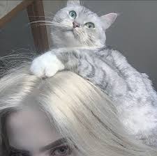 Ifɘm Adli Kullanicinin đagoa Panosundaki Pin 2020 Kedi Kizlar