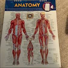 Anatomy Flip Chart