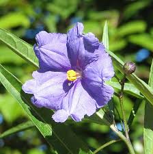 Image result for Solanum cyaneopurpureum