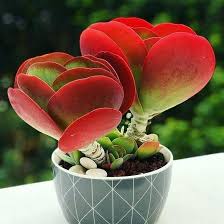 Flapjack Paddle Plant Kalanchoe Thyrsiflora In 2020 Paddle Plant Succulents Unique Plants
