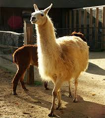 Image result for llama