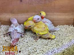 The bird boyz, pa we ship. Zimba Exotic White And Yellow Indian Ringneck Babies Facebook