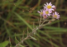 Image result for Athrixia