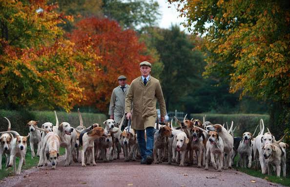 Fox hunt - Hunting