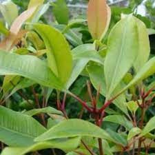 Diunggah ke flora & fauna — 11 bulan yang lalu. Jual Daun Cengkeh Segar Pembasmi Bakteri Dan Virus Dalam Tubuh Kota Tangerang Herbal 12 Tokopedia