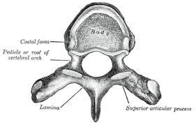 Next time you sit in the dark theater, look behind you at the stream of light coming from the projection booth. Spine Facts For Kids Kidzsearch Com