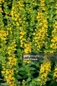 Image result for Myrsinaceae