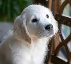 They take turns staying in our house so they do not forget their inside manners. White Golden Retriever Puppies English Cream Akc Certified Nj Ny Pa Ct Ma Va Ca Az F White Golden Retriever Puppy Retriever Puppy Labrador Retriever Puppies