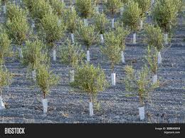 Young Olive Trees Image Photo Free Trial Bigstock