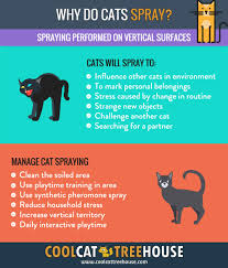 Why Do Cats Spray Kitty Marking Territory Cool Cat Tree House Cat Spray Pet Care Cats Cool Cat Trees
