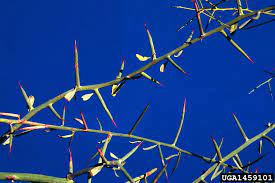 This channel doesn't take any responsibility for any harm caused. Camelthorn Northern Arizona Invasive Plants