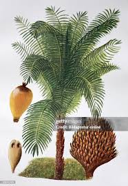 Image result for Elaeis