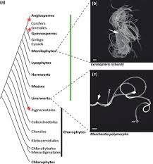 Maybe you would like to learn more about one of these? The Evolution Of Land Plant Cilia Hodges 2012 New Phytologist Wiley Online Library
