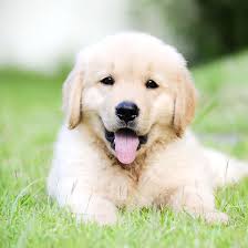 Selectively breeding two to four litters per year, we have placed over 400 puppies in loving florida homes. Florida Golden Retriever Puppies For Sale From Top Breeders