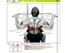 Lat-cable-pull-down-machine-muscles-workes-and-exercises-done Gym Equipment Names Workout Plan Gym Gym Equipment Guide